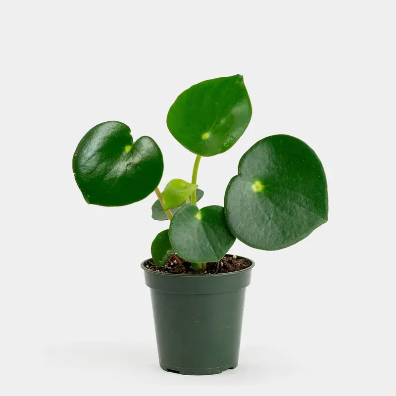 Peperomia polybotrya 'Raindrop' (Raindrop Peperomia)