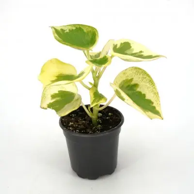 Peperomia polybotrya 'Raindrop Variegated'