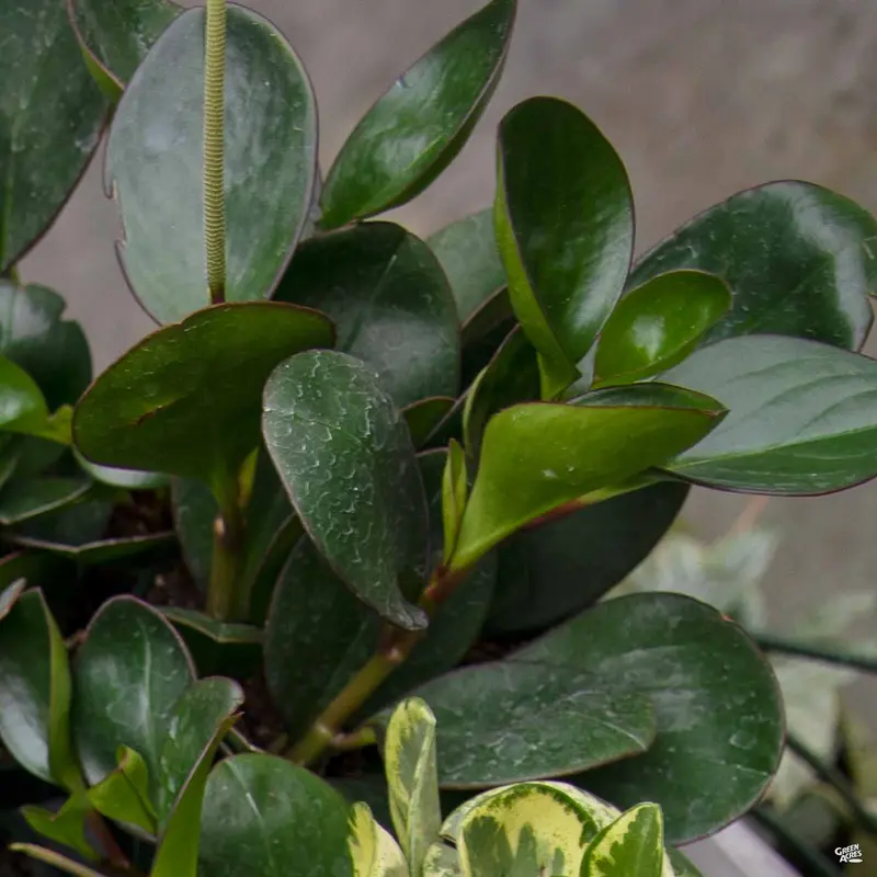 Peperomia 'Red Margin'