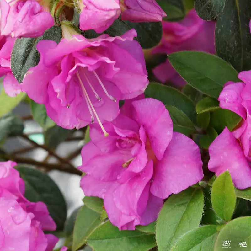 Perfecto Mundo® Double Purple Reblooming Azalea