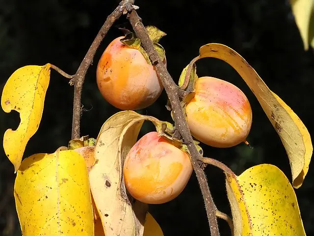 Persimmon American Seedlings (Diospyros virginiana)