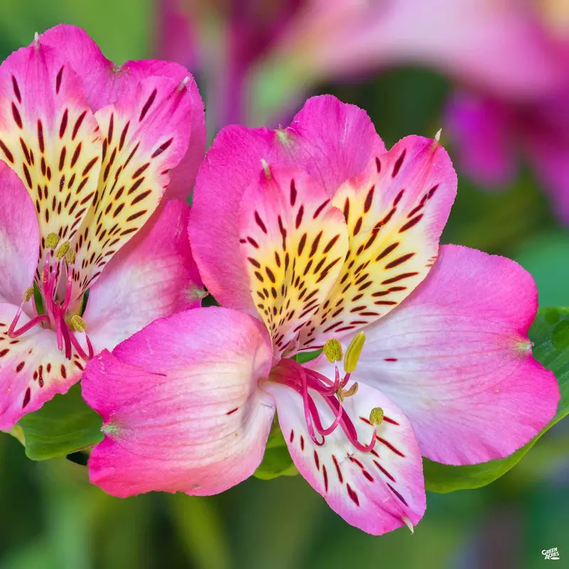 Peruvian Lily