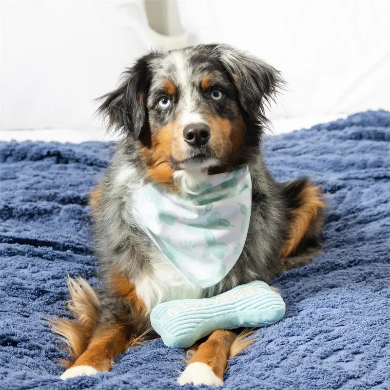 Pet Central Pet Supplies & Accessories, Best Friend Bandana Gift Set, Blue