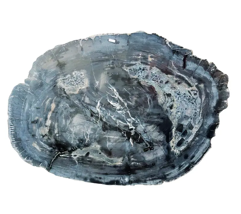 Petrified Wood Jumbo Slab Coffee Table with metal legs- 39.5in x 30.5in