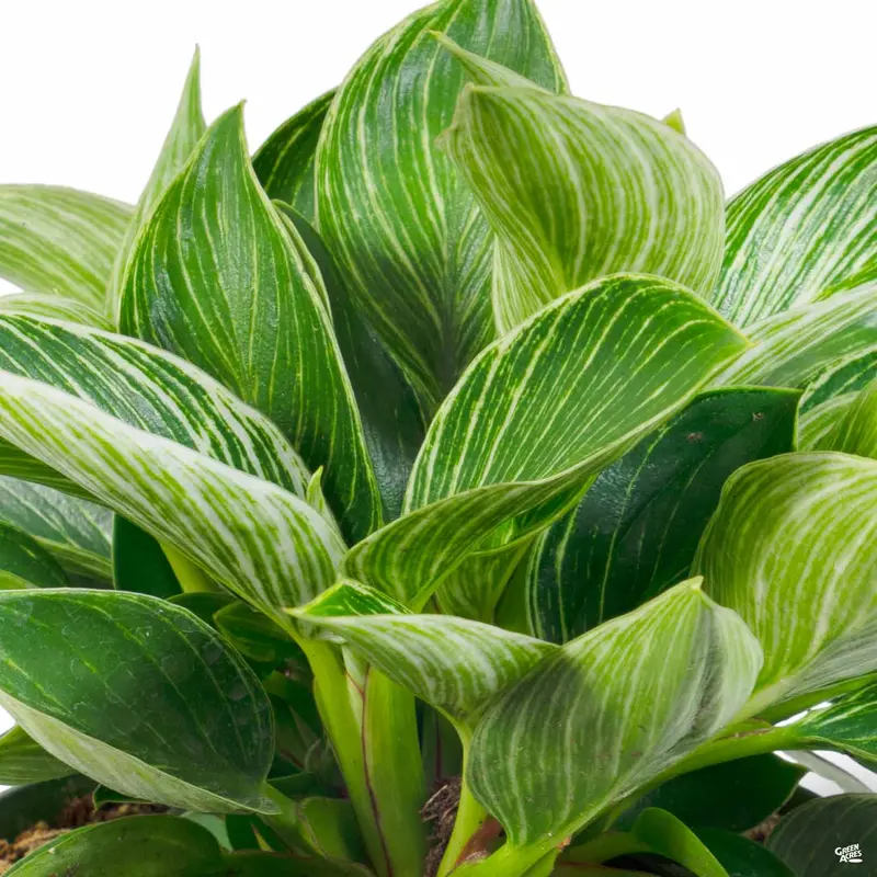 Philodendron 'Birkin'