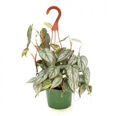 Philodendron brandtianum (Silver Leaf Philodendron)