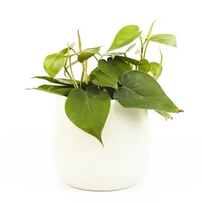 Philodendron cordatum 'Brazil' (Heart Leaf Philodendron)