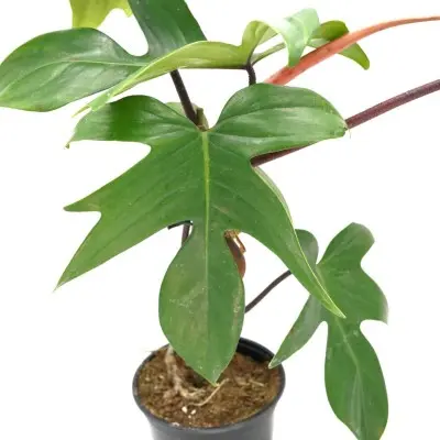 Philodendron 'Florida Beauty' (Horsehead Philodendron)
