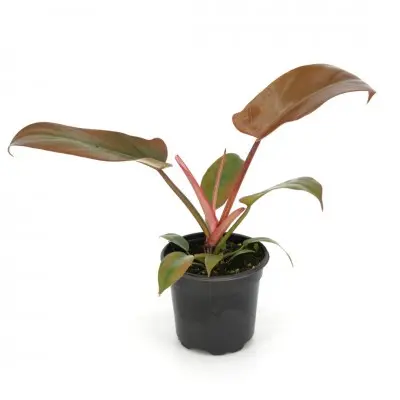 Philodendron 'Florida Bronze' (Horsehead Philodendron)