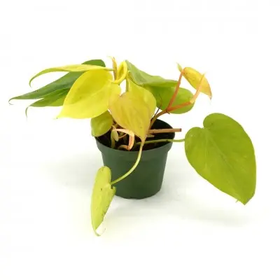 Philodendron heder. 'Aureum' (Lemon Heartleaf Philodendron)