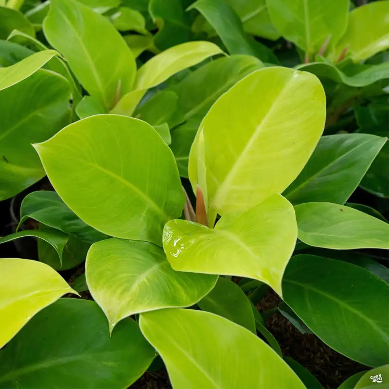 Philodendron 'Moonlight'