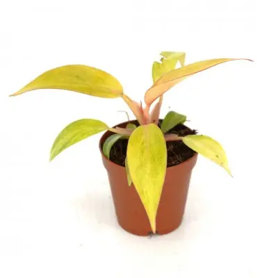 Philodendron 'Orange Marmalade'
