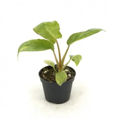 Philodendron 'Paraiso Verde'