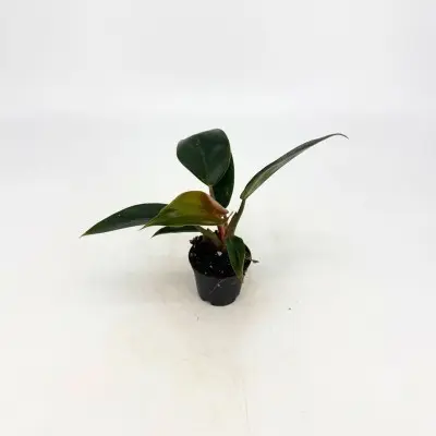 Philodendron 'Pink Bikini'