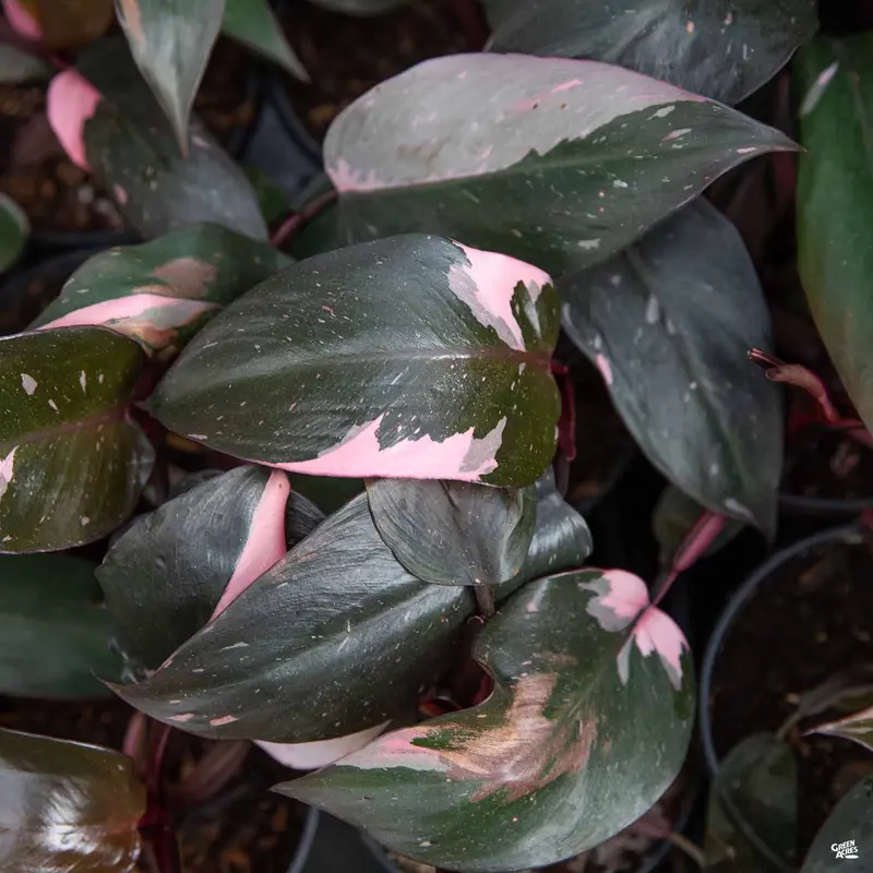 Philodendron 'Pink Princess'