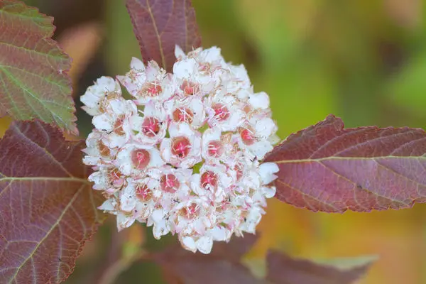 Physocarpus- Amber Jubilee Ninebark