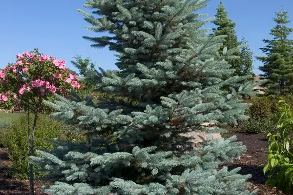 Picea- Fat Albert Blue Spruce-4 Gallon