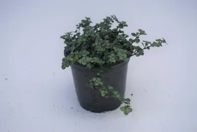 Pilea glauca 'Silver Sparkle'