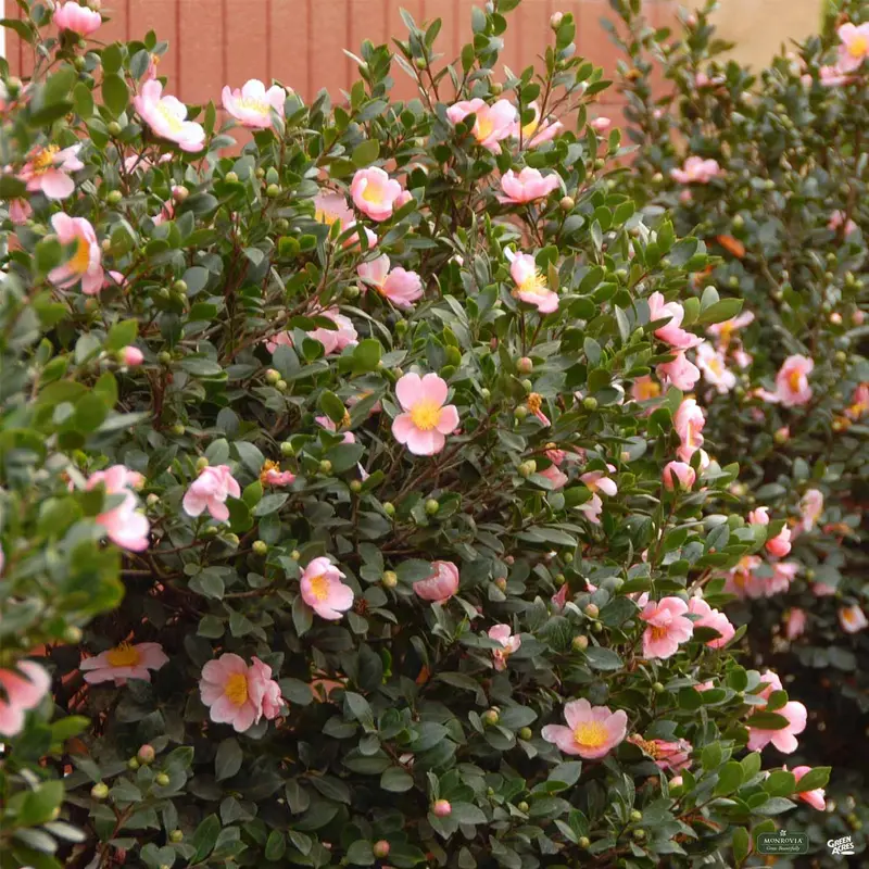 Pink-A-Boo® Camellia | Monrovia