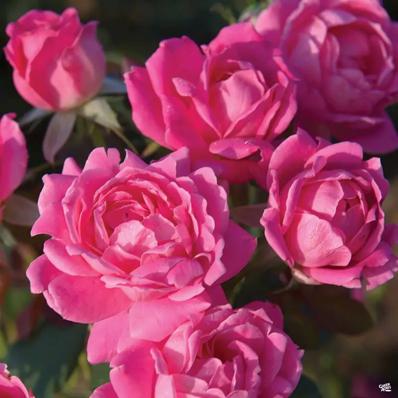 Pink Double Knock Out® Rose