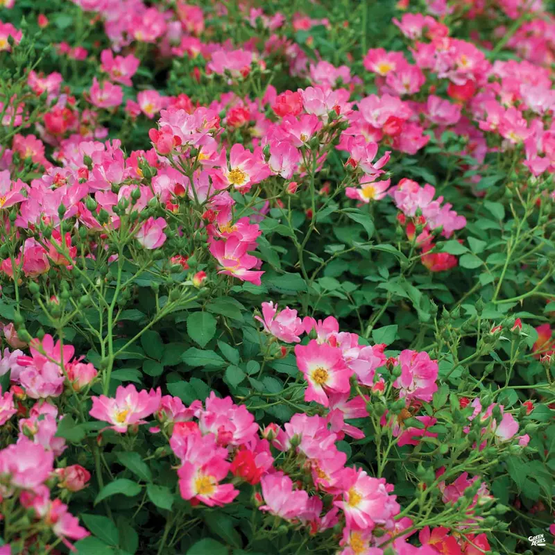 Pink Drift® Rose