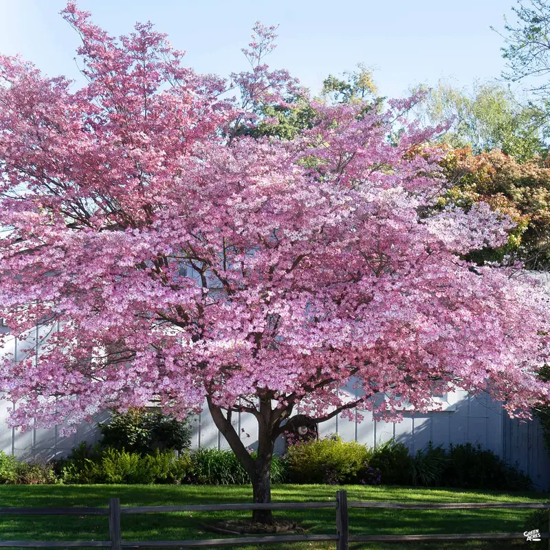 Pink Flowering Dogwood
