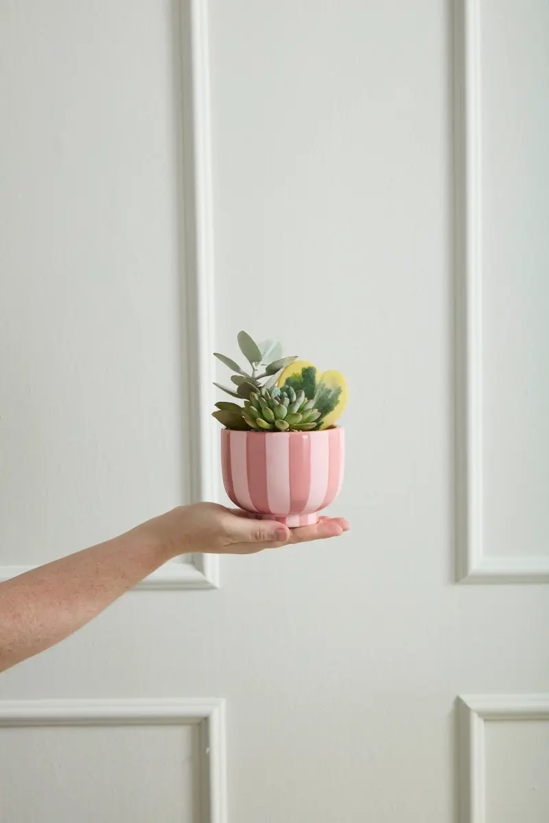Pink Striped Collection Set of 4 By Accent Decor