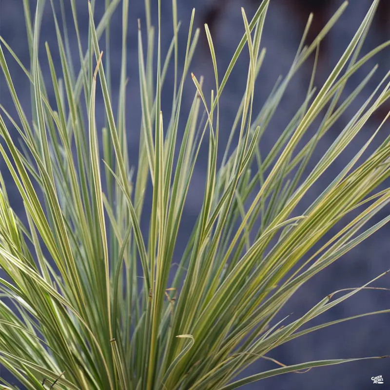 Platinum Beauty™ Lomandra