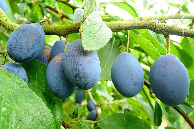 Plum 'Blue Damson' (Prunus x domestica)