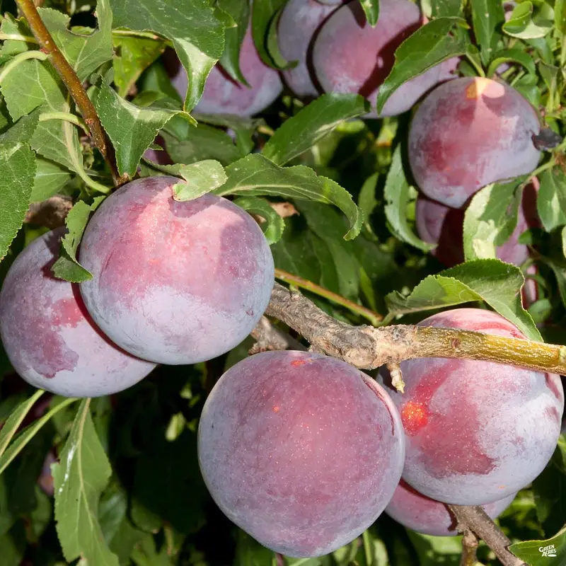Plum 'Weeping Santa Rosa' Bareroot