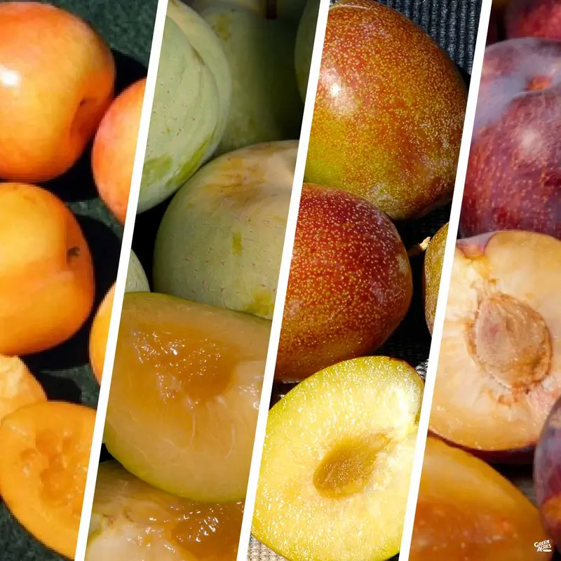 Pluot Multi-Graft Combo #1 Bareroot