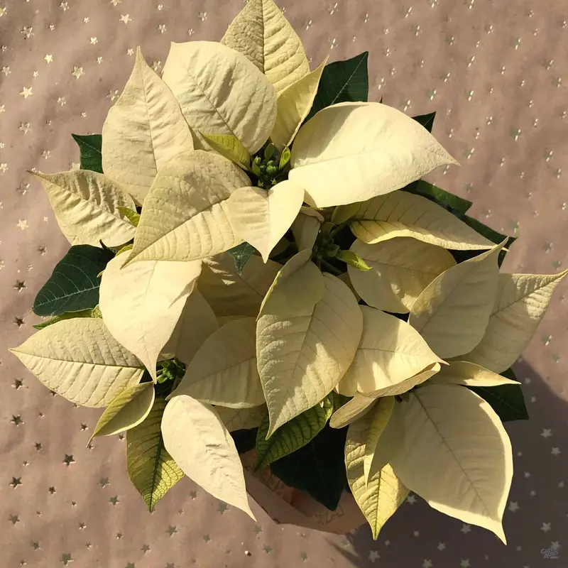 Poinsettia Cream