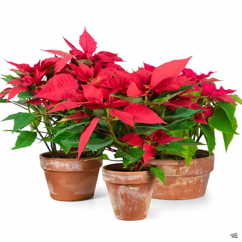 Poinsettia Terra Cotta