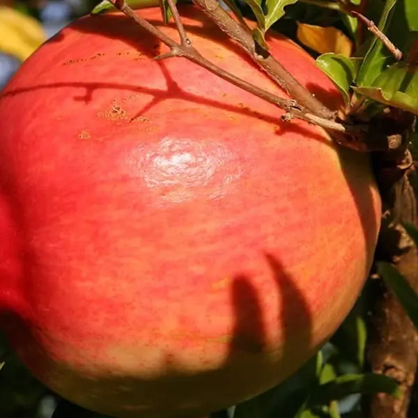 Pomegranate ‘Afganski’ (Punica granatum)