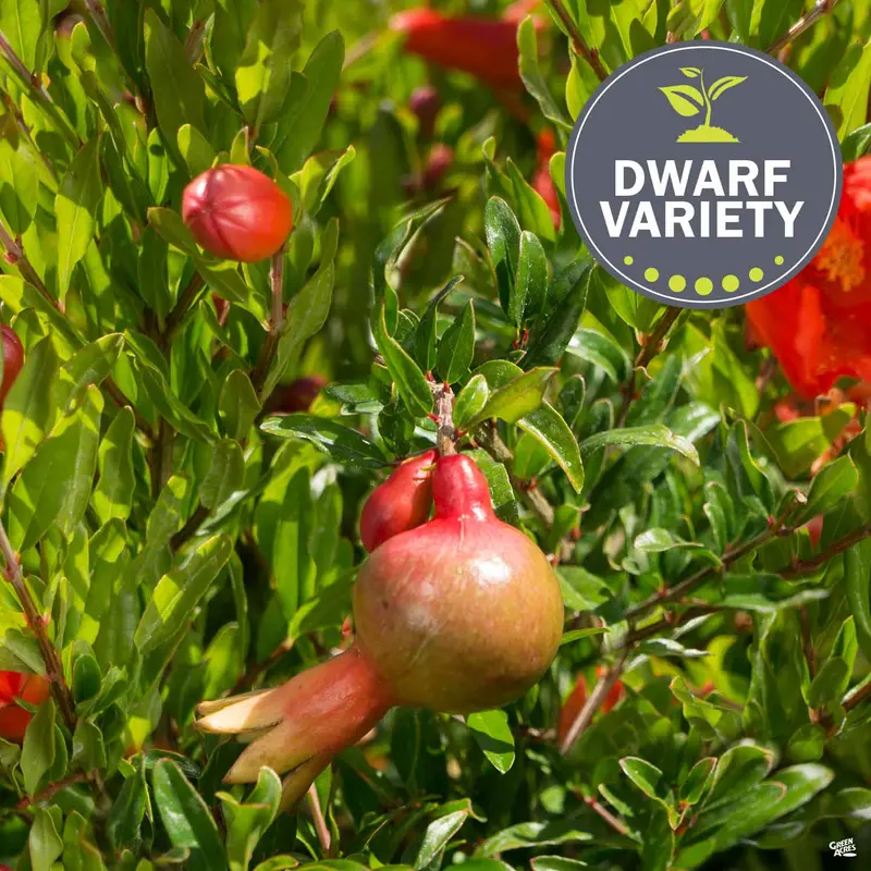 Pomegranate, Dwarf