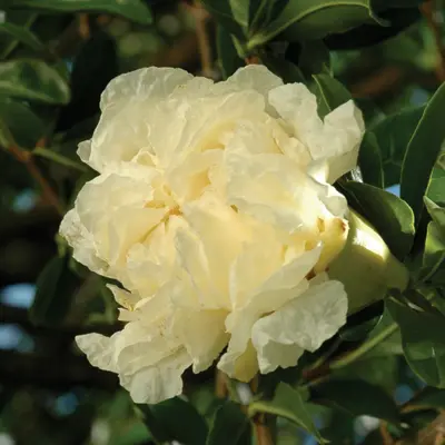 Pomegranate 'Haku-Botan' (Punica granatum)