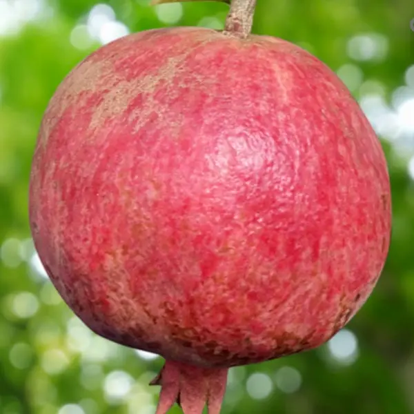 Pomegranate 'Salavatski' (Punica Granatum)