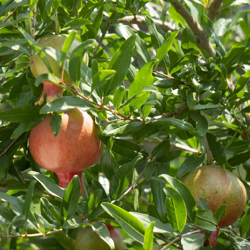 Pomegranate ‘Wonderful’