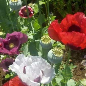 Poppy 'Food Not Lawns Poppy Remix' (Papaver somniferum) - Seed AS