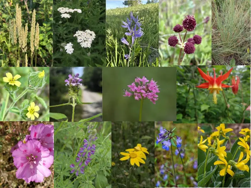 Portland Plant List Seed Mix