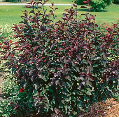 Potentilla- Purpleleaf Sandcherry- Pink