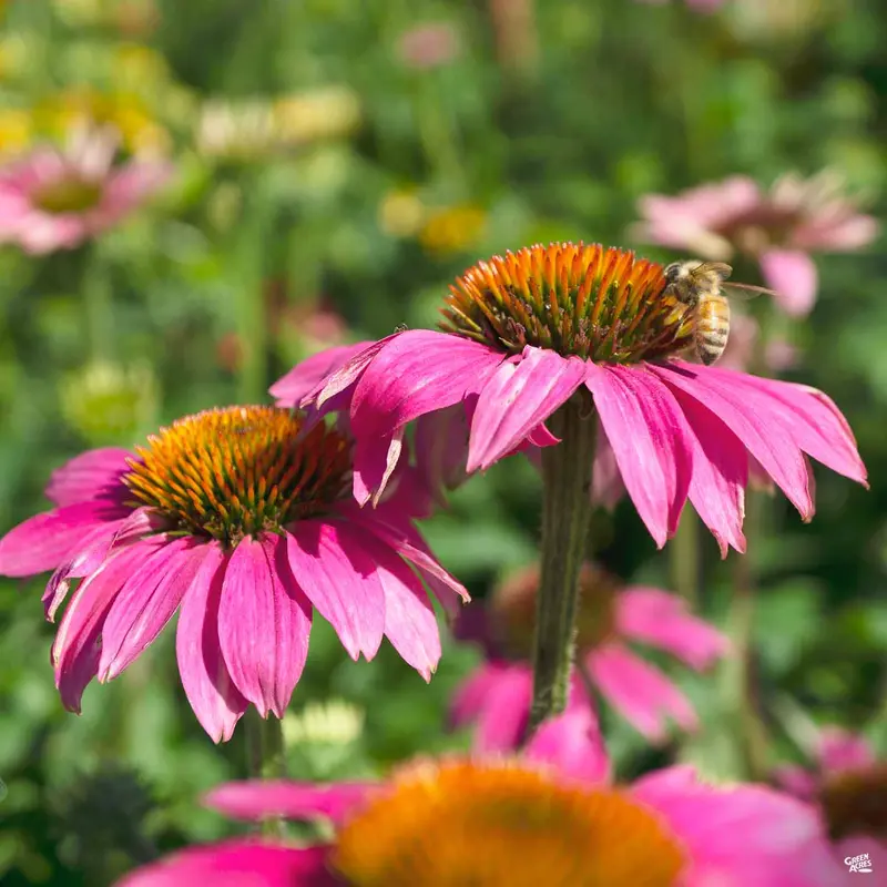 PowWow® Wild Berry Coneflower