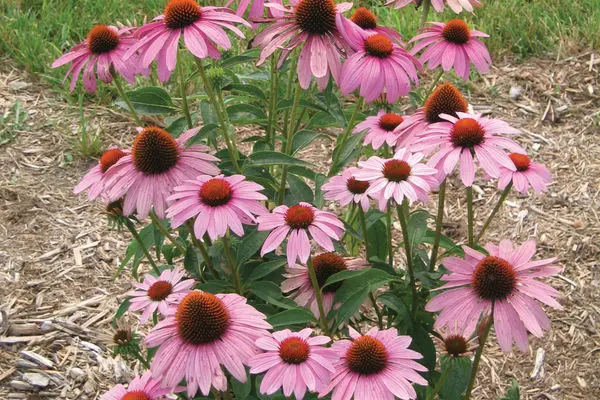 Prairie Splendor Coneflower-1 Gallon
