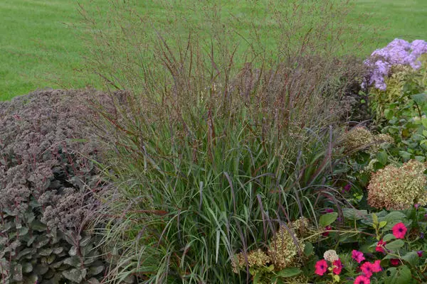 Prairie Winds® Cheyenne Sky Switch Grass