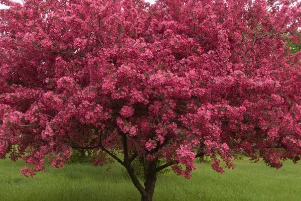 Prairifire Crabapple 25 Gallon