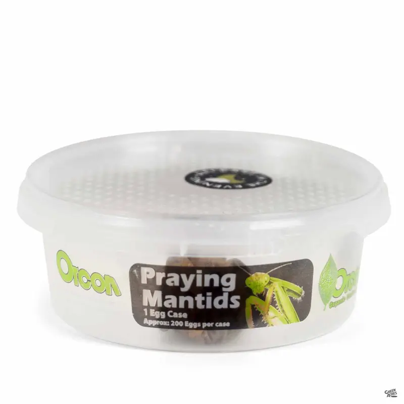 Praying Mantids