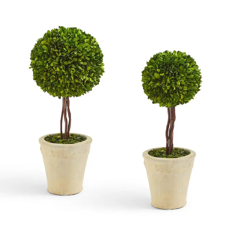 Preserved Boxwood Ball Topiary in Planter Set Of 2 By Two's Company