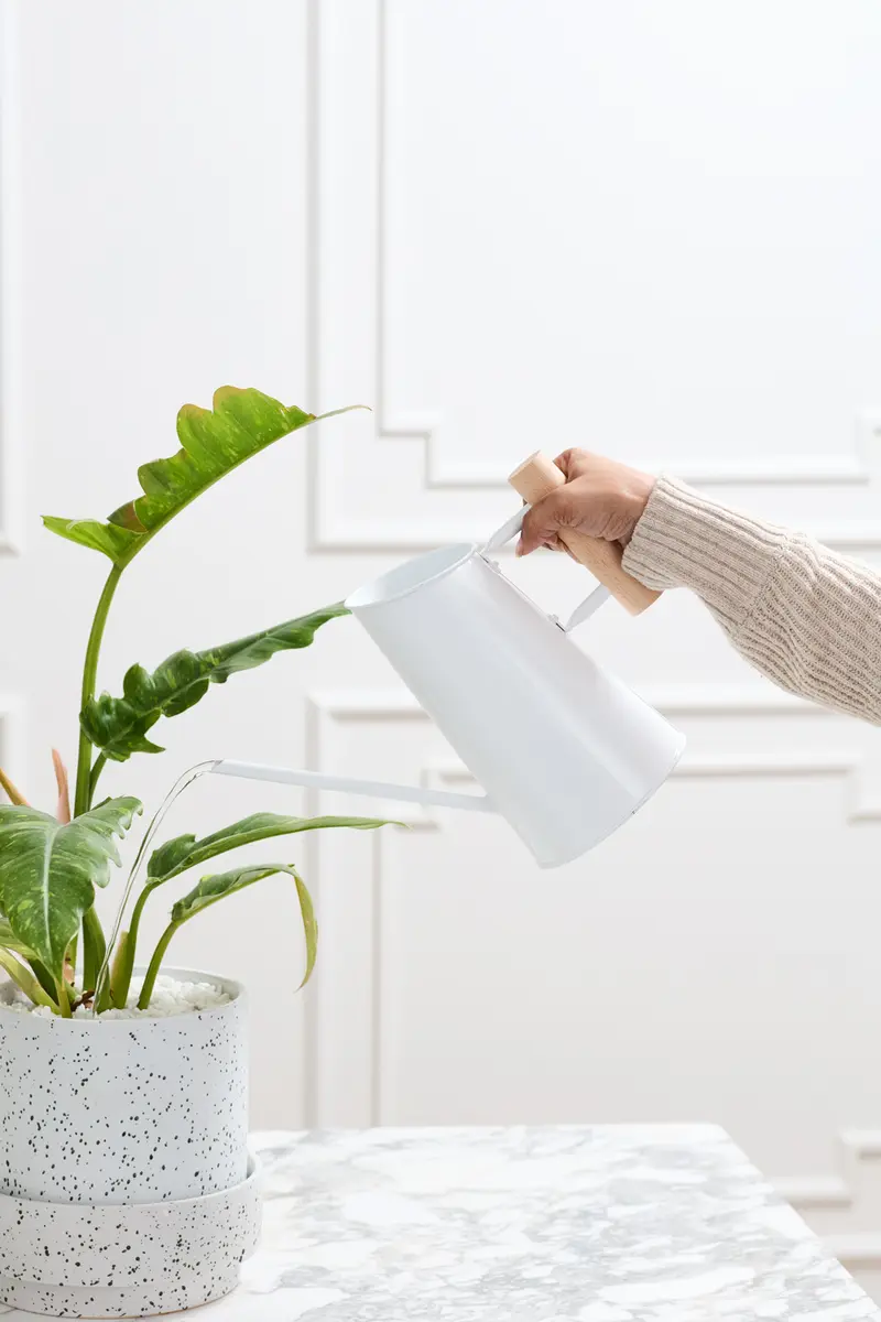 Preston Watering Can Set of 4 By Accent Decor