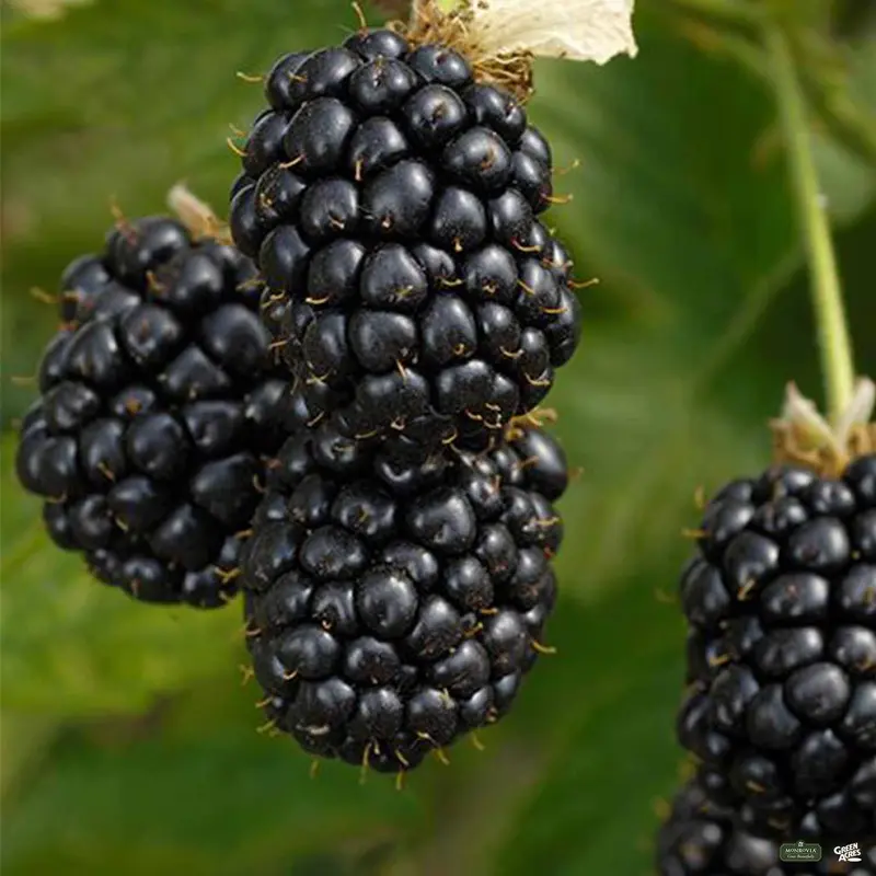 Prime-Ark® Freedom Blackberry