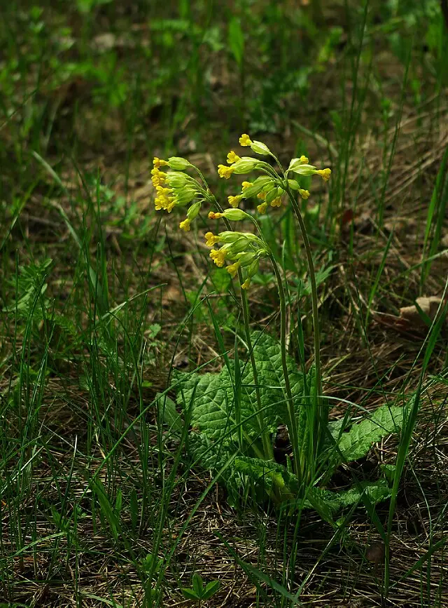 Primula veris (Cowslip)